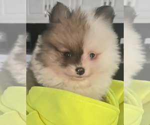 Pomeranian Puppy for sale in MARINGOUIN, LA, USA