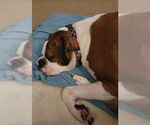 Small Boxer