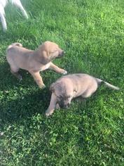 Shollie Puppy for sale in AKRON, OH, USA