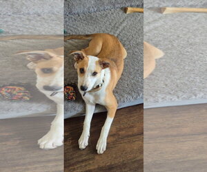 Mutt Dogs for adoption in New London, WI, USA