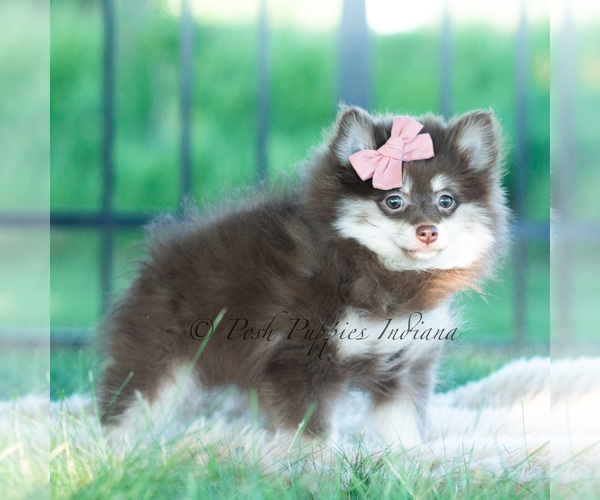Medium Photo #10 Pomeranian Puppy For Sale in WARSAW, IN, USA