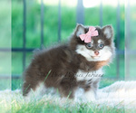 Small Photo #10 Pomeranian Puppy For Sale in WARSAW, IN, USA