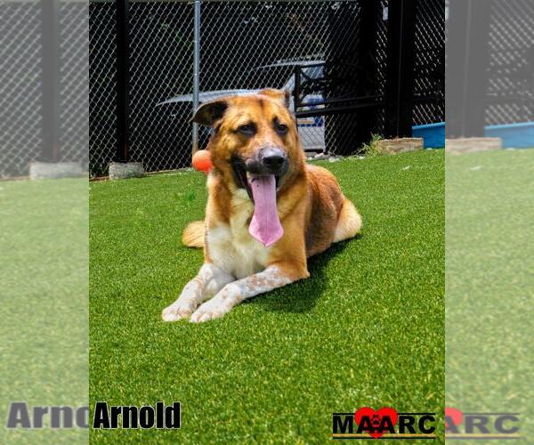 Medium Photo #2 Anatolian Shepherd-German Shepherd Dog Mix Puppy For Sale in Maryville, TN, USA
