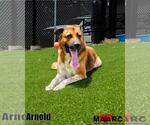 Small #1 Anatolian Shepherd-German Shepherd Dog Mix