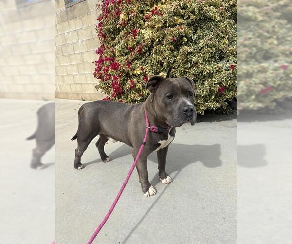 Medium Photo #1 Mutt Puppy For Sale in Riverside, CA, USA