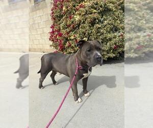 Mutt Dogs for adoption in Riverside, CA, USA