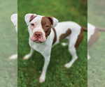 Small #1 American Pit Bull Terrier
