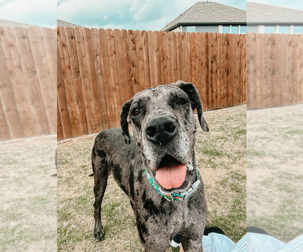 Medium Photo #2 Great Dane Puppy For Sale in Bullard, TX, USA