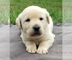 Puppy Yellow Male Labrador Retriever