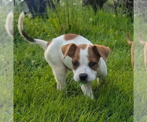 Bullboxer Pit Dogs for adoption in Duluth, MN, USA