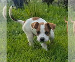 Small Bullboxer Pit