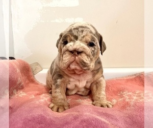 English Bulldog Puppy for Sale in SAN MARINO, California USA
