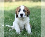 Small #2 Saint Bernard
