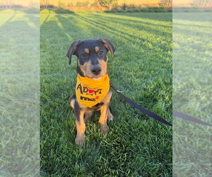 Golden Shepherd Dogs for adoption in San Bernardino , CA, USA