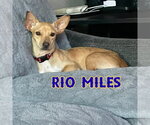Small #16 Dachshund Mix