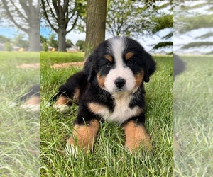Bernese Mountain Dog Puppy for sale in GREENFIELD, IN, USA