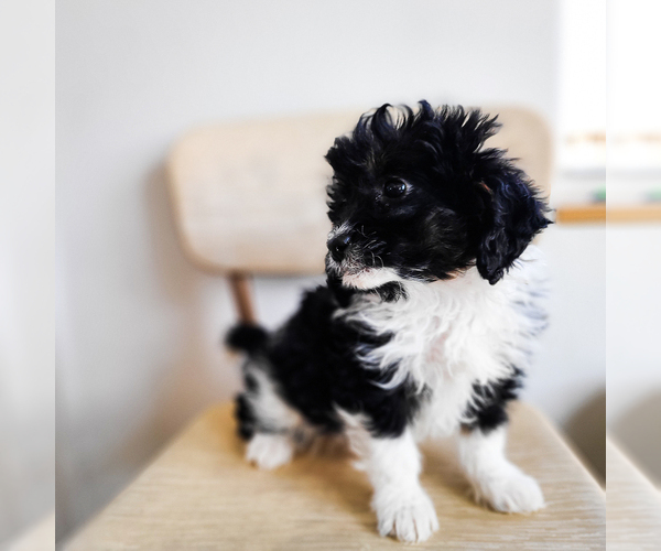 Medium Photo #3 Miniature Bernedoodle Puppy For Sale in WAGENER, SC, USA