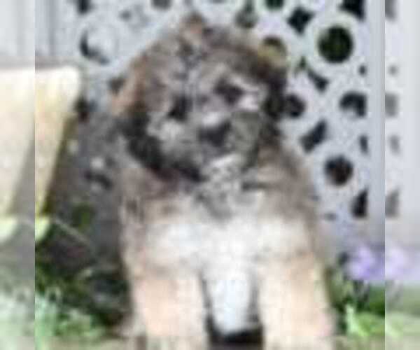 Medium Photo #2 Zuchon Puppy For Sale in MOUNT VERNON, OH, USA