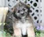 Small Photo #2 Zuchon Puppy For Sale in MOUNT VERNON, OH, USA