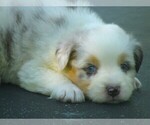 Small Photo #2 Australian Shepherd Puppy For Sale in WILSON, NY, USA