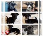 Small Photo #1 Dachshund-Labrador Retriever Mix Puppy For Sale in Anchorage, AK, USA