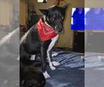 Small Labrador Retriever Mix