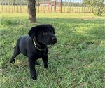 Small #10 Labrador Retriever