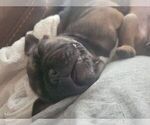 Small #3 French Bulldog