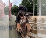 Small Photo #21 Doberman Pinscher Puppy For Sale in NEWTON, NC, USA
