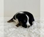 Small #4 Aussiedoodle Miniature -Miniature Bernedoodle Mix