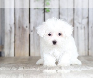 Maltipoo Puppy for sale in MOUNT VERNON, OH, USA