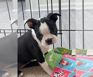 Boston Terrier Dog for Adoption in MARTINSVILLE, Indiana USA