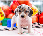 Puppy Meggie Dachshund