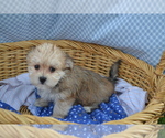 Small #2 Yorkshire Terrier-Zuchon Mix