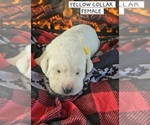 Puppy YELLOW Labrador Retriever