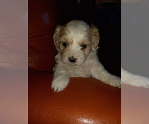 Maltipoo Puppy for Sale in ELMONT, New York USA