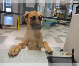 Anatolian Shepherd-Unknown Mix Dogs for adoption in Oklahoma City, OK, USA