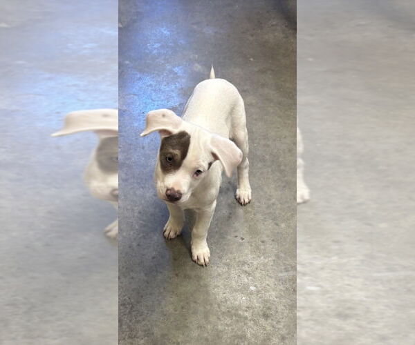 Medium Photo #1 Labrador Retriever-Unknown Mix Puppy For Sale in Texas City, TX, USA