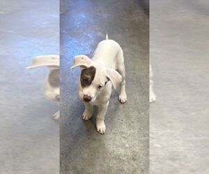 Labrador Retriever-Unknown Mix Dogs for adoption in Texas City, TX, USA