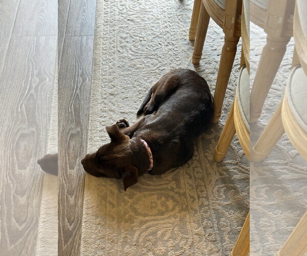 Medium Photo #10 Labrador Retriever-Unknown Mix Puppy For Sale in Sandy, UT, USA