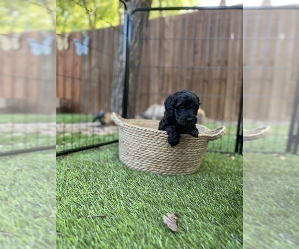 Medium Photo #42 Goldendoodle (Miniature) Puppy For Sale in HALTOM CITY, TX, USA