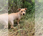 Small #8 Chiweenie