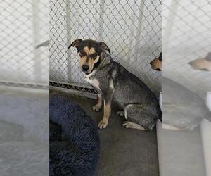 German Shepherd Dog-Unknown Mix Dogs for adoption in Conroe, TX, USA