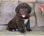 Small #2 Newfoundland