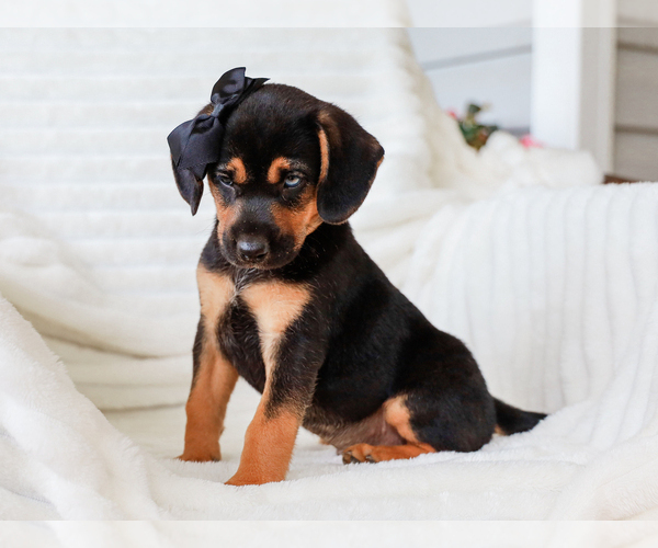 Medium Photo #5 Beagle-Mutt Mix Puppy For Sale in LIBERTY, KY, USA