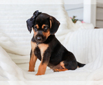 Small #4 Beagle-Mutt Mix