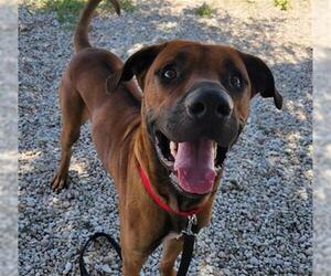 Rhodesian Ridgeback Dogs for adoption in Waco, TX, USA