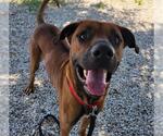 Small Rhodesian Ridgeback