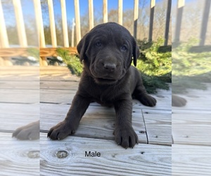 Labrador Retriever Puppy for sale in BRYANT, AL, USA