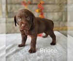 Puppy Prince AKC Engl Labrador Retriever